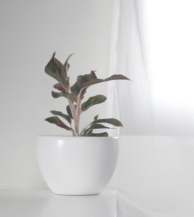 Echoing Eternity - Fat Planter