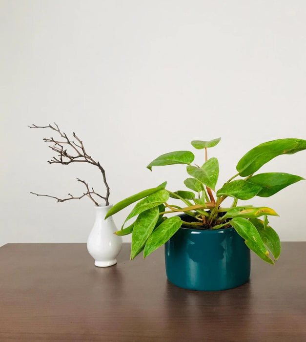Lilac Stories Planter- Bowl