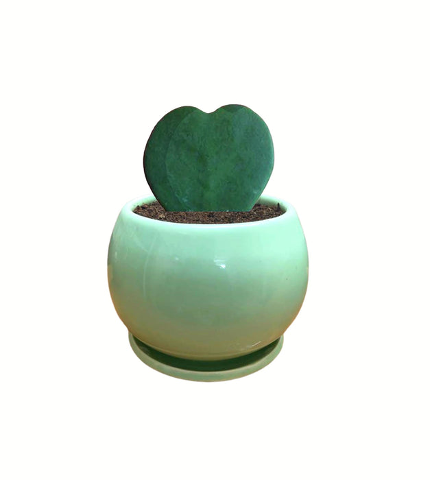 Heart plant with ceramic pot