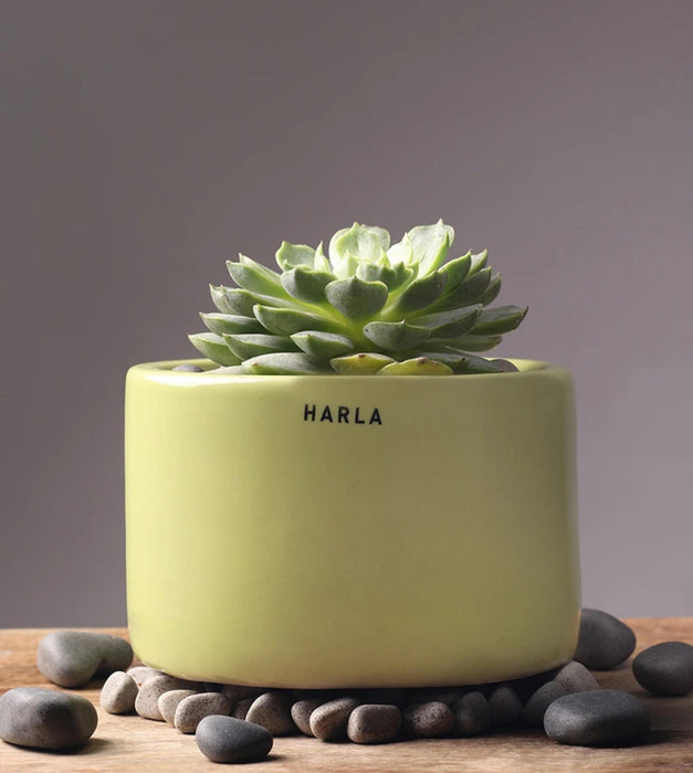 Lilac Stories Planter- Bowl
