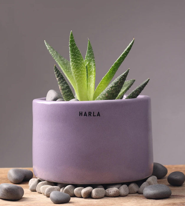 Lilac Stories Planter- Bowl