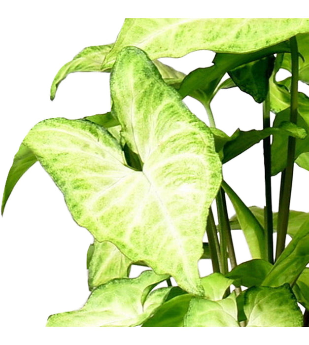 Syngonium in 3 inches pot