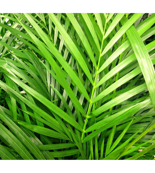 Bamboo Palm Plant
