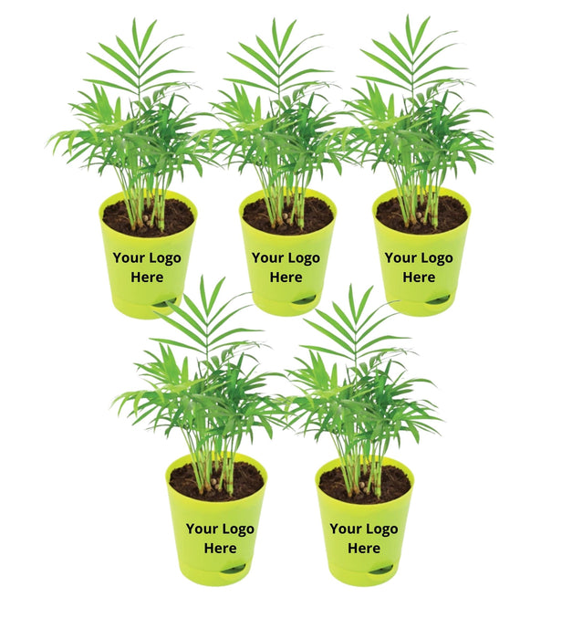Bamboo Palm Plants (set Of 5)