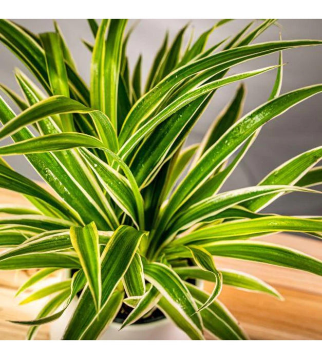 Spider plant in  3 inches pot