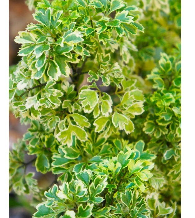 Aralia Variegated Mini Plant