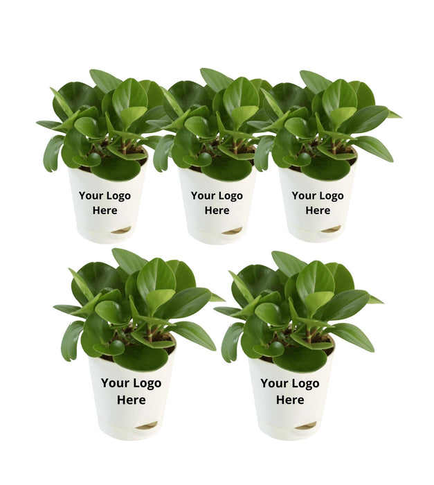 Peperomia plant (Set of 05)
