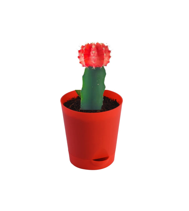 To the Moon And Back ( Self watering pot )