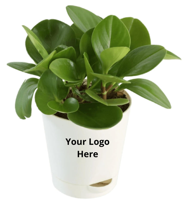 Peperomia plant (Set of 05)