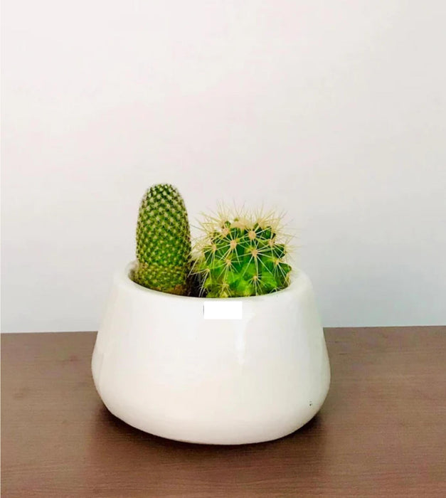 Tulip Fantasy Planter - Bowl