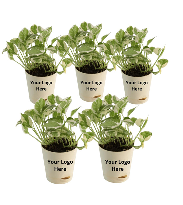 Money plant N`joy (Set of 5)
