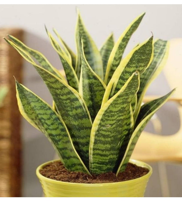 Snake plant