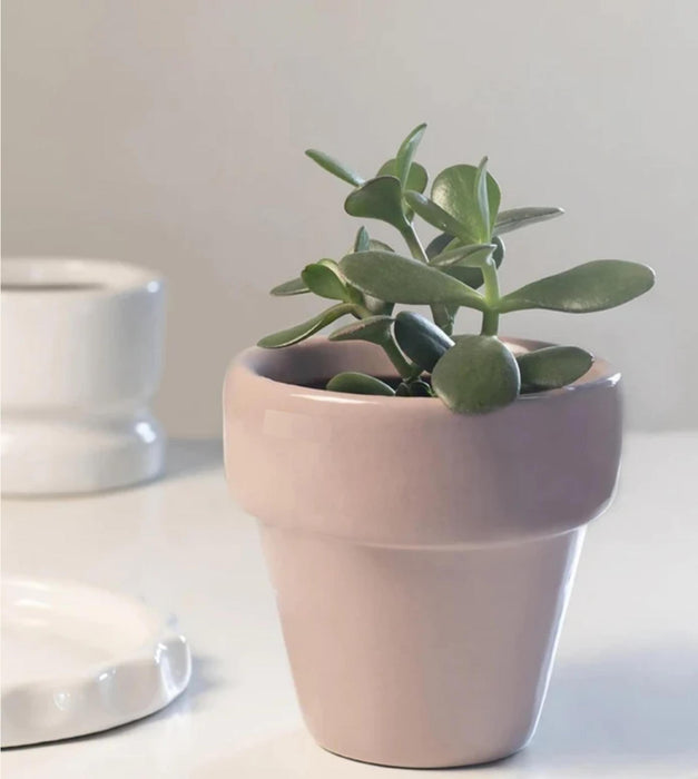 The Dream Pot Planter