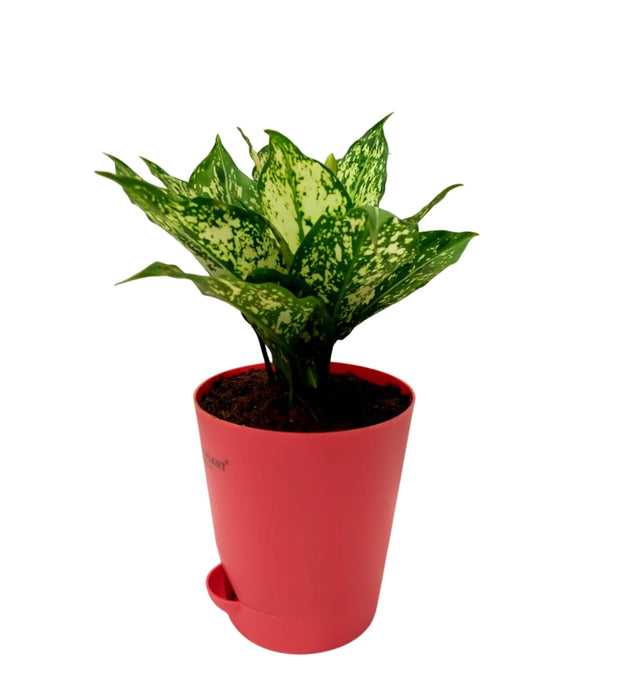 Aglaonema Snow White