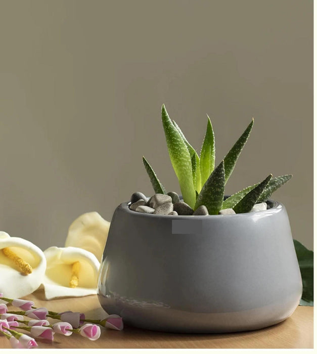 Tulip Fantasy Planter - Bowl