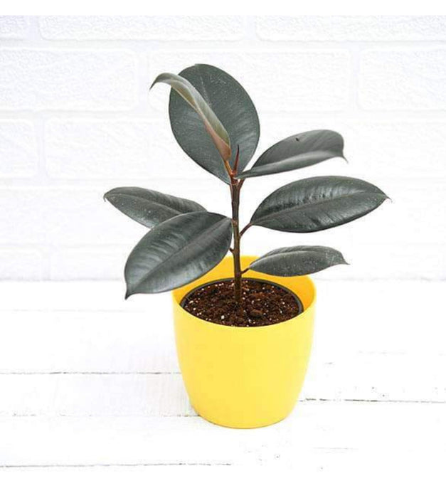 Rubber Plant In 5inch Rounda
