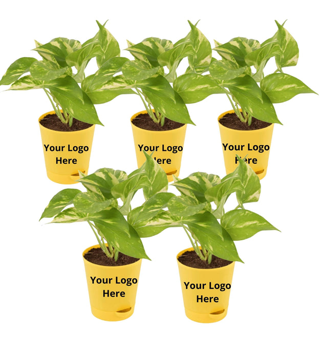 Money Plant ( Set Of 5 )