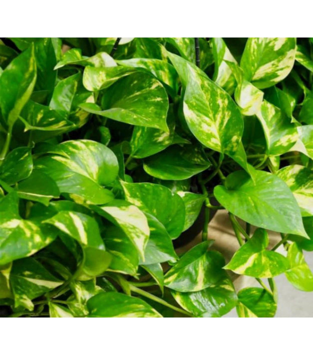 Money Plant Green Jute Wrapped