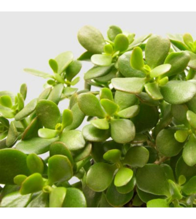 Jade mini