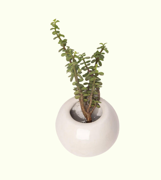 Hanging Solitaires Planters