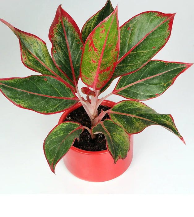 Aglaonema red in plastic pot