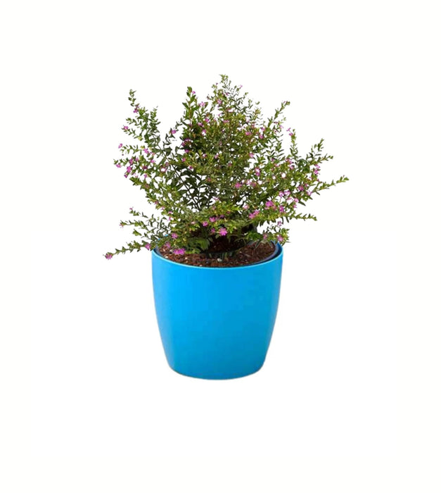 Cuphea Hyssopifolia ( Lavender) Plant