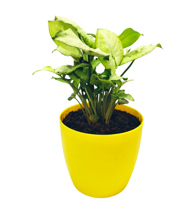 Syngonium Green in 4inch Rounda pot