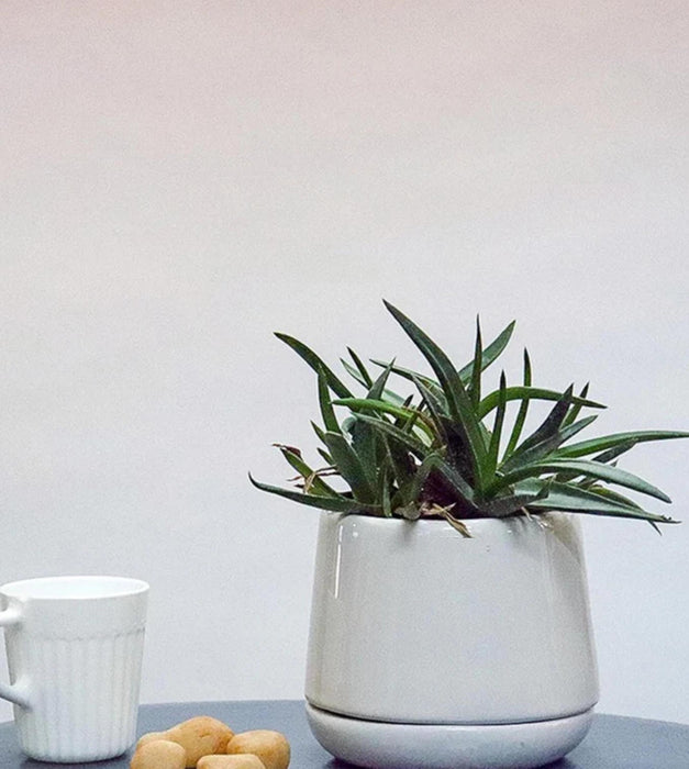 Monsoon Medley Planter