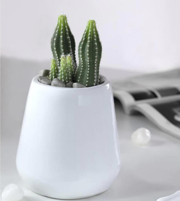 Tulip Fantasy Extra Small Planter