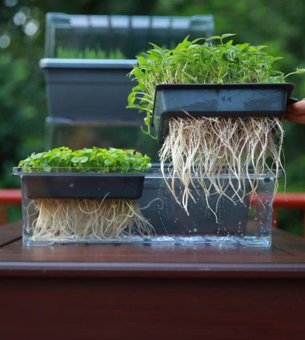 Microgreens Sprouta