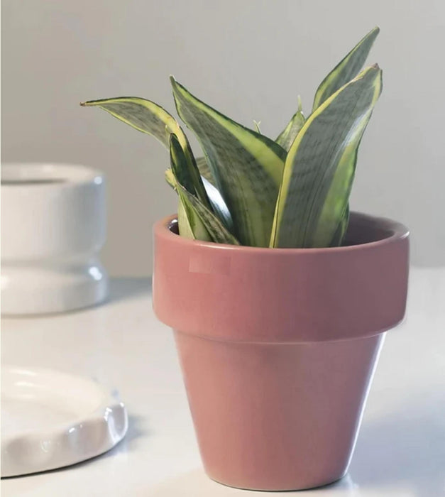 The Dream Pot Planter
