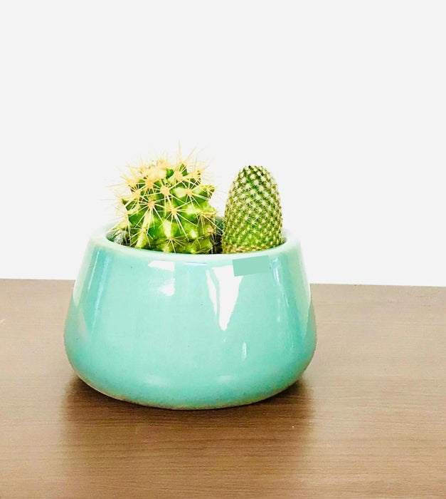 Tulip Fantasy Planter - Bowl