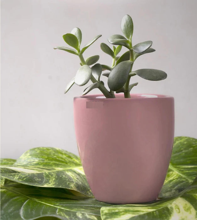 Nature's Hum Planter