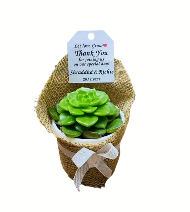 Succulent Jute wrapped