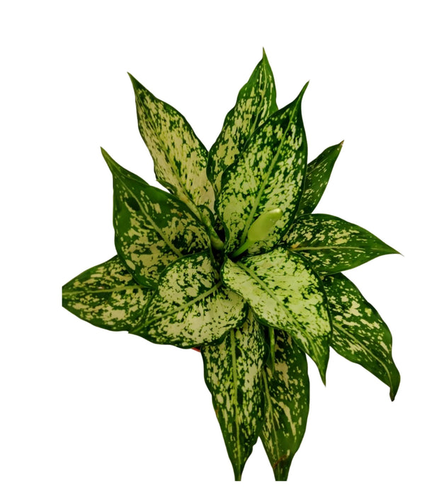 Aglaonema Snow White
