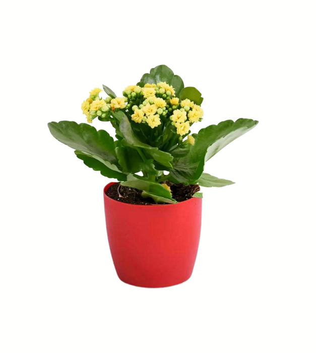 Kalanchoe (yellow) Plant