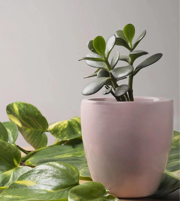 Nature's Hum Planter