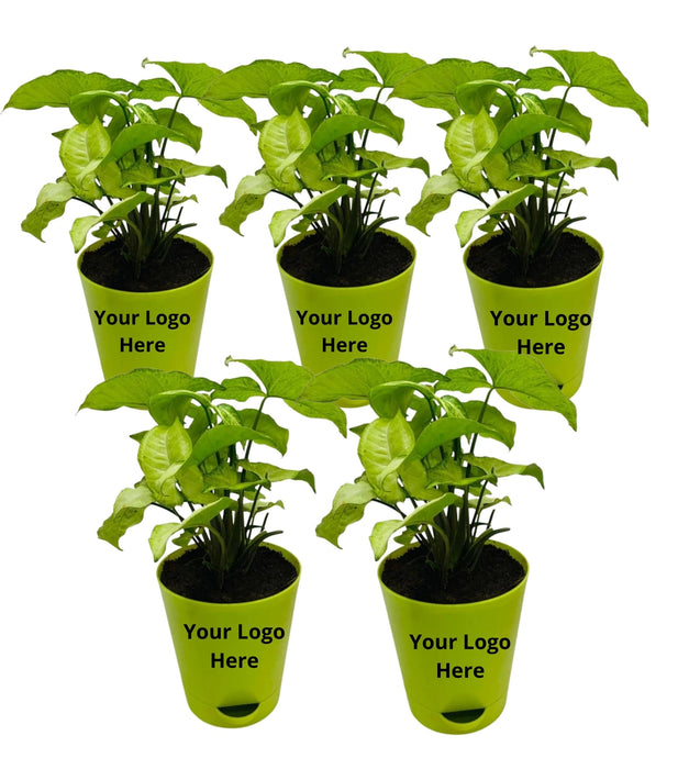 Syngonium Green ( Set of 5 )