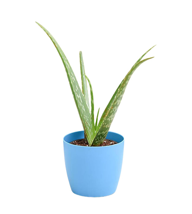 Aloevera In Plastic pot