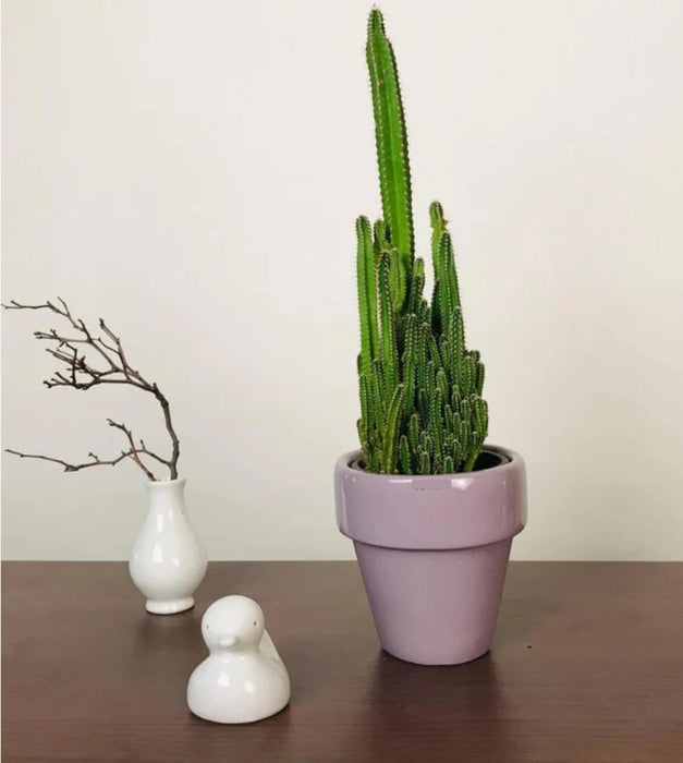 The Dream Pot Planter