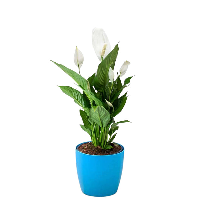 Peacelily in 4 inch pot