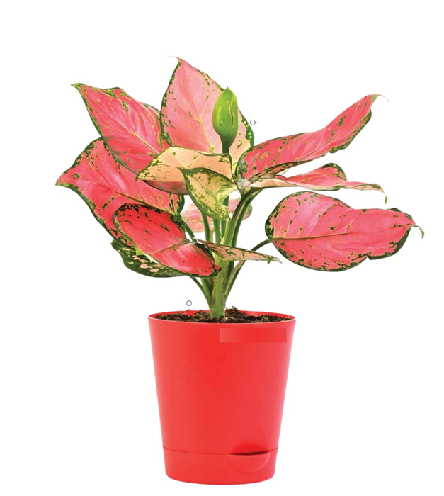 Aglaonema Pink Beauty in Plastic pot