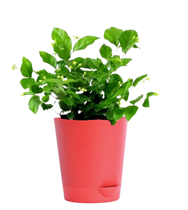 Jasminum (Jasmin) 5inch Self Watering Pot
