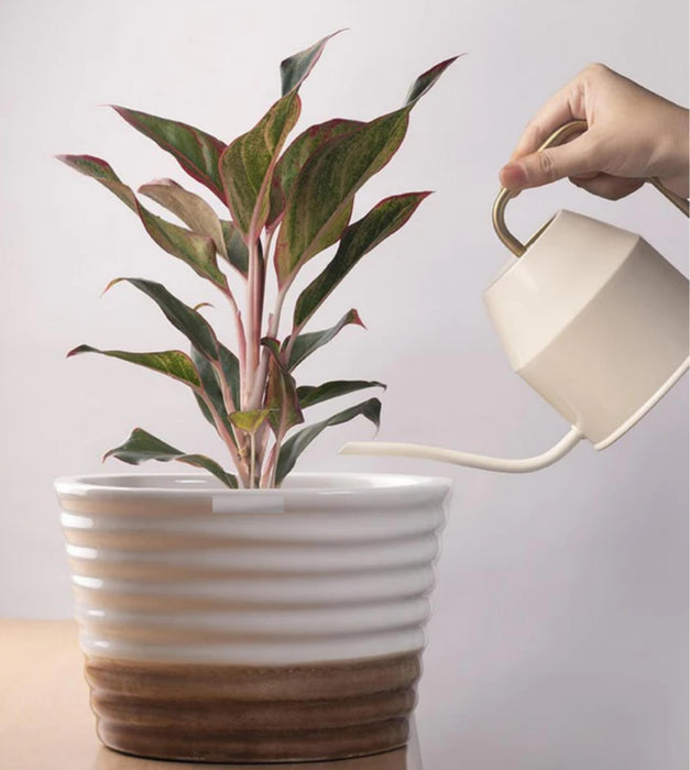 Love Bite - Duet Planter