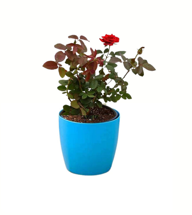 Rose Plant (Red)