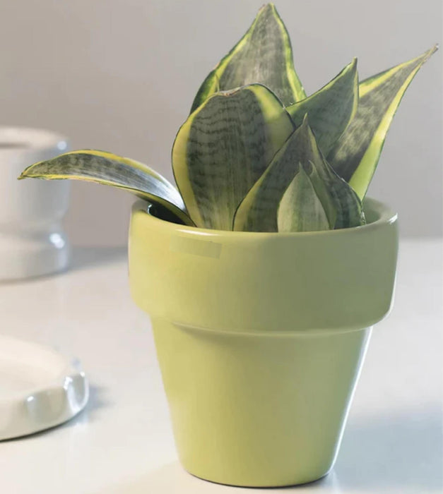 The Dream Pot Planter