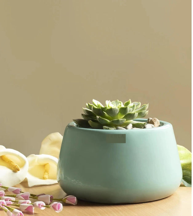 Tulip Fantasy Planter - Bowl