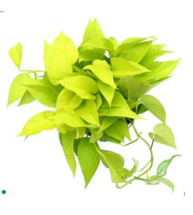 Money plant Golden in 4 inch pot