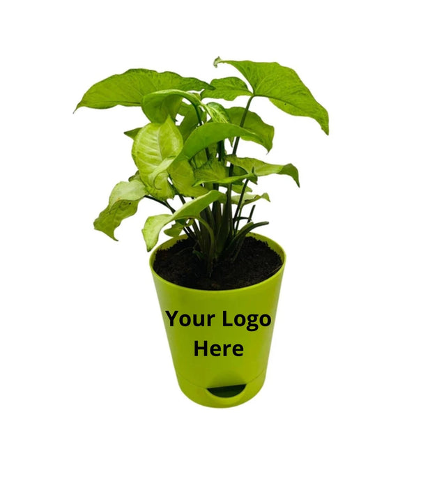 Syngonium Green ( Set  of 5 )