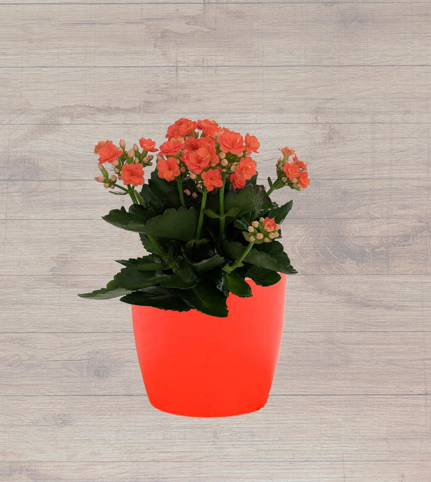 Kalanchoe (orange) Plant